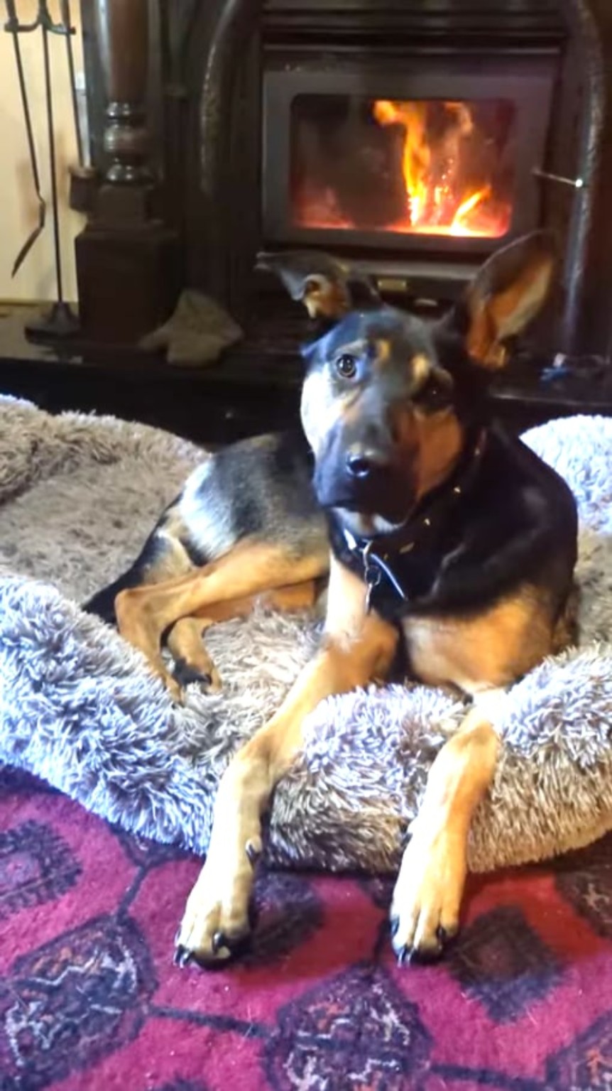 Original low-resolution photo of a black-and-tan dog resting beside a fireplace, with one ear raised